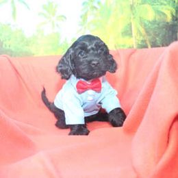 Cockapoo Puppies from JP Cockapoos LLC