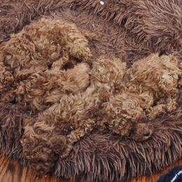 Della - Red  female Poodle puppy in Pottersville, Missouri from Miller Poodles