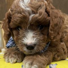 Cavapoos and Cockapoos from WoodHaven Pups MN
