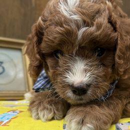 Cavapoos and Cockapoos from WoodHaven Pups MN