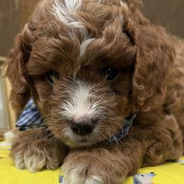 Cavapoos and Cockapoos from WoodHaven Pups MN