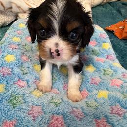 Tri boy - Tri-color male Cavalier King Charles Spaniel puppy in Melbourne, Florida from Majestic Cavaliers of Melbourne FL
