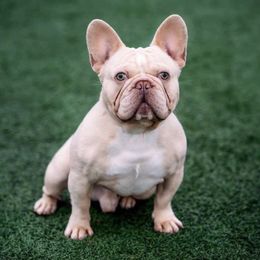 French Bulldogs from Bella Redman Frenchies