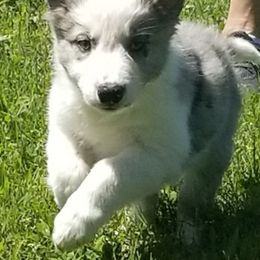 Border Collie Puppies from Bond Border Collies