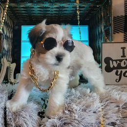 Miniature Schnauzer Puppies from T & A Cali Schnauzer