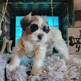 Miniature Schnauzer Puppies from T & A Cali Schnauzer