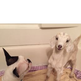 Boston Terrier All Grown Up from Borealis Family Bostons