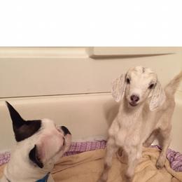 Boston Terrier All Grown Up from Borealis Family Bostons