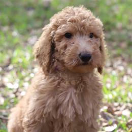 Rosie - Apricot female Goldendoodle puppy in Macclenny, Florida from Baker County Goldendoodles
