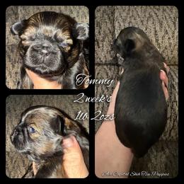 Tommy - Red male Shih Tzu puppy in Maize, Kansas from Air Capital Shih Tzu Puppies