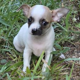 Josephine - Fawn and white female Chihuahua puppy in East Camden, Arkansas from RoyAl