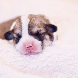 Pembroke Welsh Corgi Puppies from Cosmere Corgis