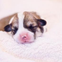 Pembroke Welsh Corgi Puppies from Cosmere Corgis