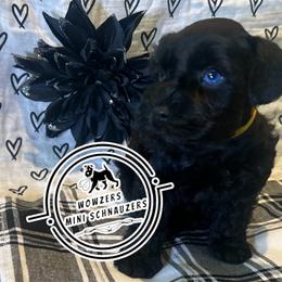 Yellow Collar - Black female Miniature Schnauzer puppy in Conroe, Texas from Wowzers Mini Schnauzers
