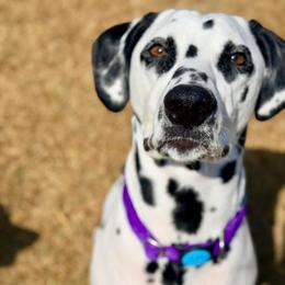 Harry - White and black male Dalmatian puppy in Richmond, Virginia from Darrfield