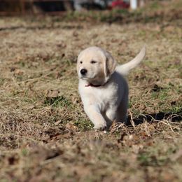 Golden Retriever Puppies from Golden Barnes Kennel