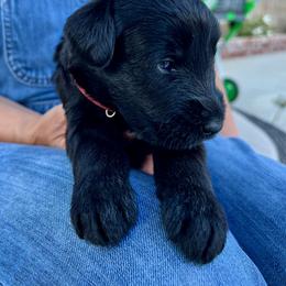 Giant Schnauzer and Miniature Schnauzer Puppies from My Angel Schnauzers