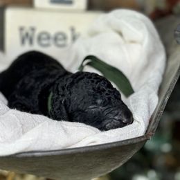 Curly-Coated Retriever Puppies from Ayershire Kennels