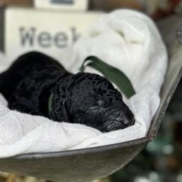 Curly-Coated Retriever Puppies from Ayershire Kennels