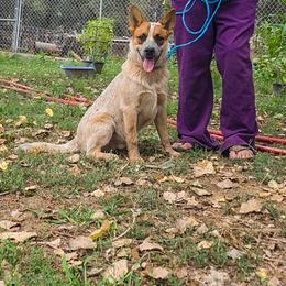 Rusty - Red speckled male Australian Cattle Dog puppy in Nevada City, California from Reaver Australian Cattle Dogs