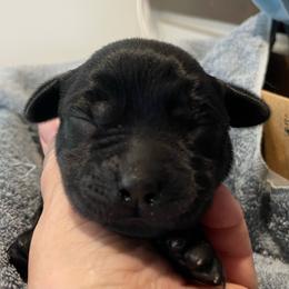 Boy 3 - Black male Labrador Retriever puppy in Arlington, Iowa from Uncle Bucks Labrador Retrievers