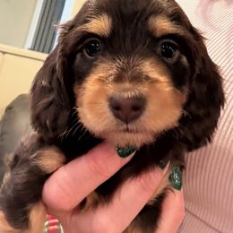 Nova - Chocolate and cream female Dachshund puppy in Salem, Oregon from Longdox Mini Dachshunds