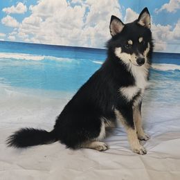 Abe - Tri-color male Pomsky puppy in Stover, Missouri from Lx2 County Line Pomskis