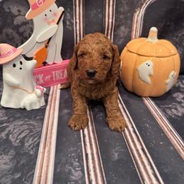Boy 4 - Red  male Goldendoodle puppy in Bucyrus, Missouri from Hill Top Pomskies