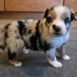 Rio - Blue merle male Australian Shepherd puppy in Solon, Maine from Mountain Range Australian Shepherds
