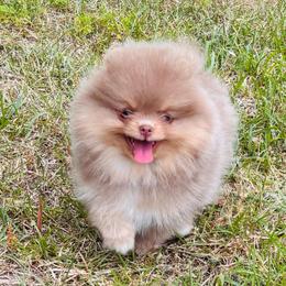 Joe dirt - Lavender male Pomeranian puppy in Fayetteville, North Carolina from Tar-heel Poms