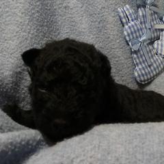 Mudi Puppies from Magik Mudi Kennel