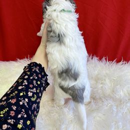 Will Rogers - Grey and white male Bernedoodle puppy in Waco, Texas from Doodles of Your Dreams (formerly Texana Doodles)