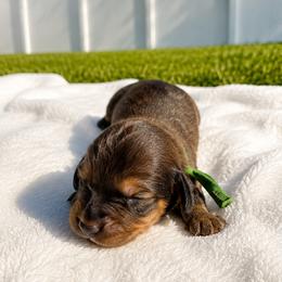 Boy 2 - Red male Dachshund puppy in Jacksonville, Florida from Rebecca Edwards