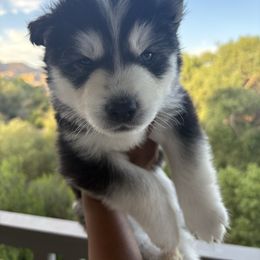 Bandit - Black and white male Siberian Husky puppy in Wildomar, California from Orange Family Huskies