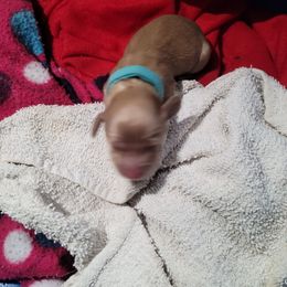 Blue boy - Cream male Dachshund puppy in Sour Lake, Texas from Rigdon's dachshunds