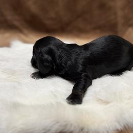 Dachshunds from Magnolia Grace Kennels
