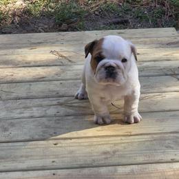 Sheba - Red and white female Bulldog puppy in Lafayette, Georgia from Storytime Mastiffs & Bulldogs
