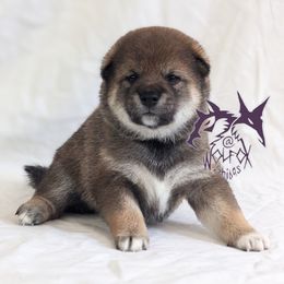 KoMori - Sesame female Shiba Inu puppy in California from WOLFOX shiba inu