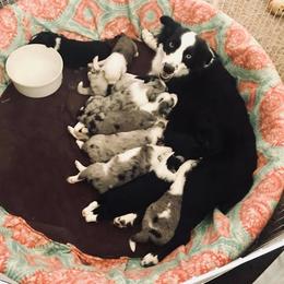 Aussiedoodle, Australian Shepherd, Miniature American Shepherd, and Miniature Australian Shepherd Puppies from Bline Family Farm