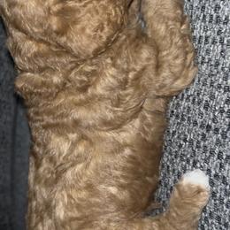 Dark red with white tuxedo - Red  male Goldendoodle puppy in Jurupa Valley, California from gucci_bentleys_goldendoodles