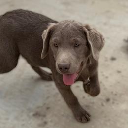 Maverick - Silver male Dilute Retriever puppy in Baldwin City, Kansas from Hedge Lane Labradors