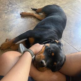 Rottweiler Puppies from GrowHausKennel