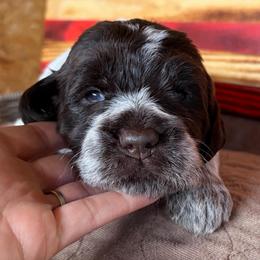 Wonder Woman - Brown and gray female Wirehaired Pointing Griffon puppy in Grangeville, Idaho from Happy Hollow Griffons