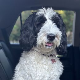 Australian Labradoodle puppies from Twin Sisters Doodles