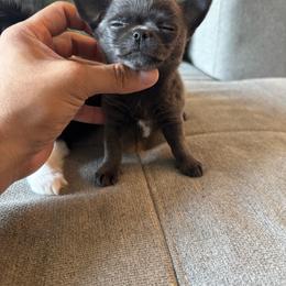 Girl 2 - Blue female Chihuahua puppy in Davenport, Florida from Clan Cordovathone