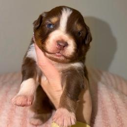Tulip - Red tri-color female Australian Shepherd puppy in Anniston, Alabama from All Hale Aussies
