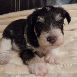 Alastor - Parti male Miniature Schnauzer puppy in Graham, Washington from Olivia's Miniature Schnauzer's