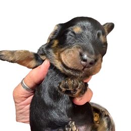 BT Female - Black and tan female Dachshund puppy in Medina, Ohio from STORIED DOXIES