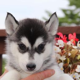 Siberian Husky Puppies from Jalerran