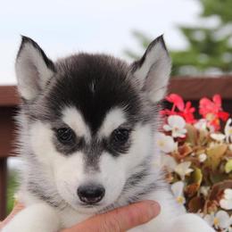 Siberian Husky Puppies from Jalerran